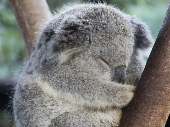 The koala population was devastated by the bushfires.