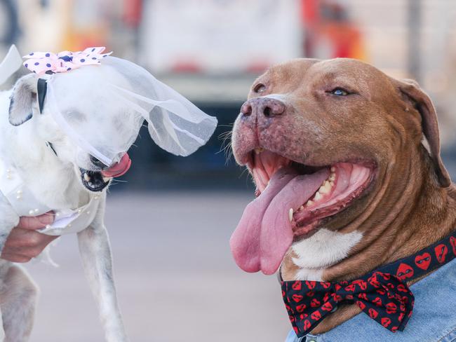 Fiance Peggy Peggy Woo Button Face meets Mastiff Ollie Holly Woo ahead of the big wedding day. Picture: Glenn Campbell.