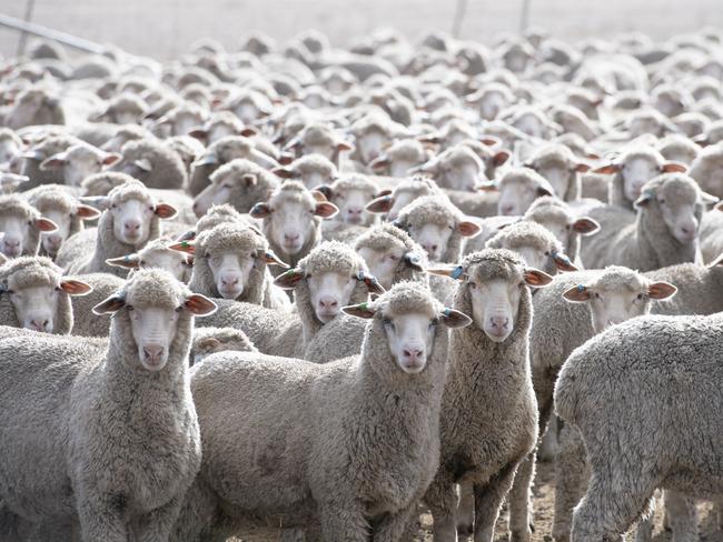 NEWS: Ben Duxson at KanyaVNI West are set to carve up Bens land within close proximity to his shearing shed and house .PICTURED: Generic Farm. Sheep. Wool. Shearing shed. Stock Photo.Picture: Zoe Phillips