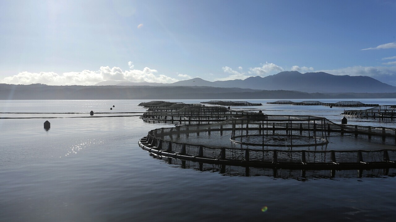 ‘No clarity in sight’ for either side of the Tasmania salmon feud