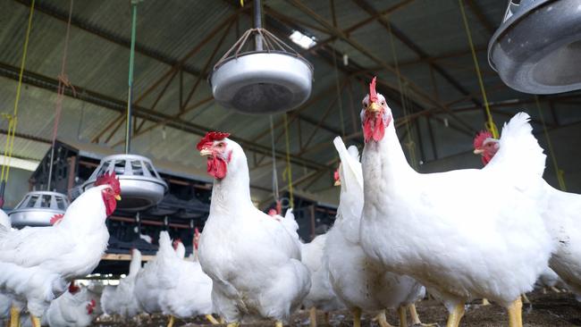 Inside a broiler chicken shed in Victoria. A proposal for a farm at Shelford is backon the table. Picture: supplied