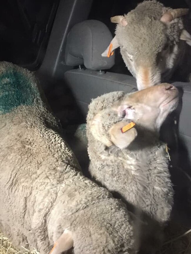 Three sheep pictured in the back of a small car after being “rescued” from the Carey Bros Slaughterhouse at Yangan.