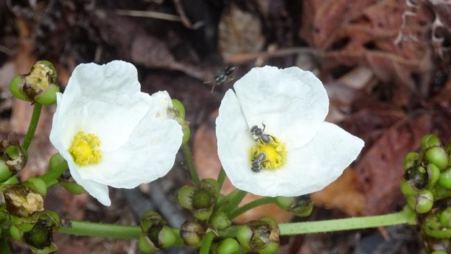 Stingless native bees in a windflower. PIC: ANNE WILKINSON