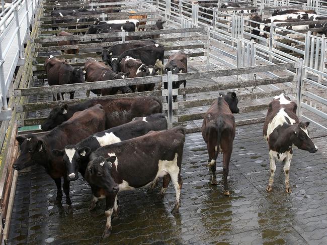 Multi vendor Spring Calving Heifer Sale. Warrnambool 3/9/18.Generic stock pic dairy sale saleyards heiferPicture: ANDY ROGERS