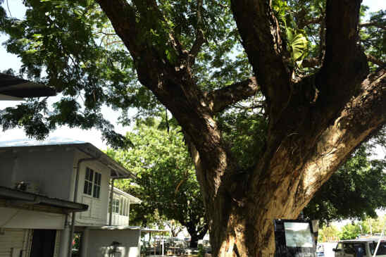 ‘Either way I’m rooted’: Tree at Darwin's Char Restaurant faces the chop