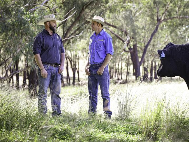 Advanced cattle genetics program launched near Chinchilla