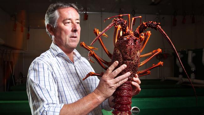 Ferguson Australia managing director Andrew Ferguson with a Southern Rock Lobster.