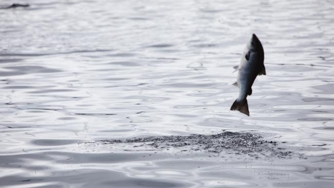 Andrew Forrest said Tasmania had a ‘globally significant opportunity to be the epicentre of this change, to lead the world and become the leading jurisdiction in the aquaculture industry that is environmentally sustainable and ethically produced’.