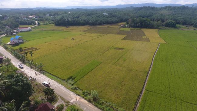 Agricultural life in the village of Bukit Raya, Sepaku District, North Penajam Paser. Some residents grow rice for daily needs as well as additional income in the New Capital City (IKN) area.