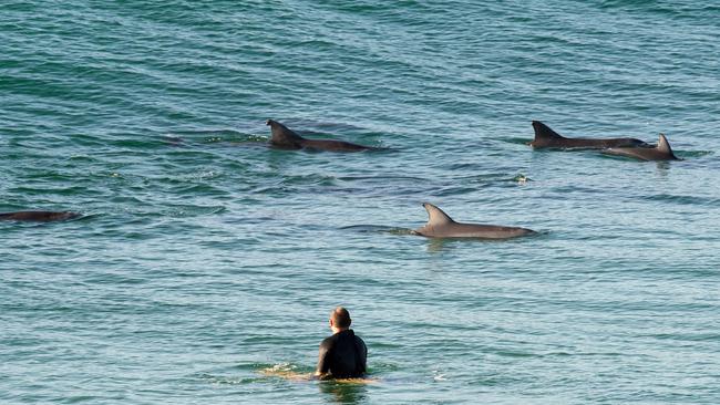 Local wildlife like dolphins and seals have reportedly been harassed by PwC drivers. Picture: Trevor Veale