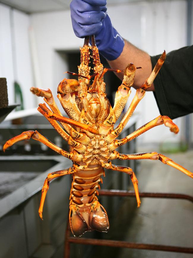 Purchase limit will be imposed on $20 rock lobsters after the seafood began flying off shelves.