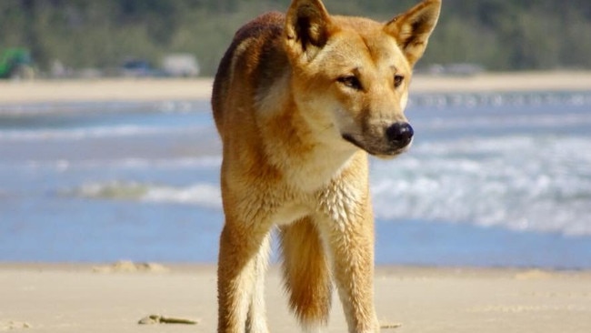 Dingo at Waddy Point, Fraser Island. A popular unfenced beachfront camping ground along the north east of K’gari (Fraser Island) has been closed due to packs of dingoes in the area.