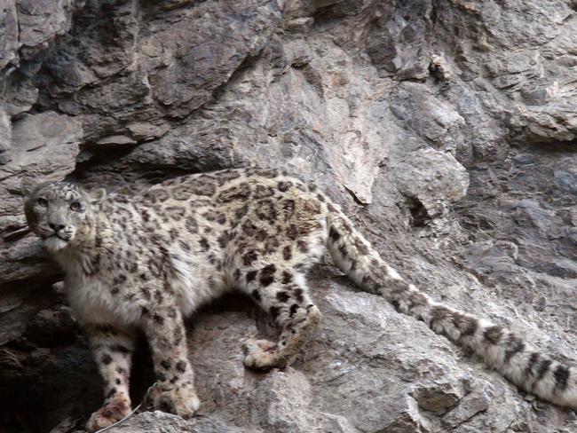 In this June 8, 2012 camera trap photo provided by the New York-based Wildlife Conservation Society (WCS), a snow leopard walks on Pamir mountains in Sarkand valley, Wakhan district of Badakhshan province, far northeastern Afghanistan. In this picturesque corner of Afghanistan, a unique conservation effort has helped bring the elusive snow leopard back from the brink and given hope to one of the poorest and most isolated communities on earth. (H. Ali WCS via AP)