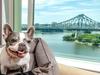 Lapdog of luxury: Ultimate guide to Qld’s pet-friendly resorts