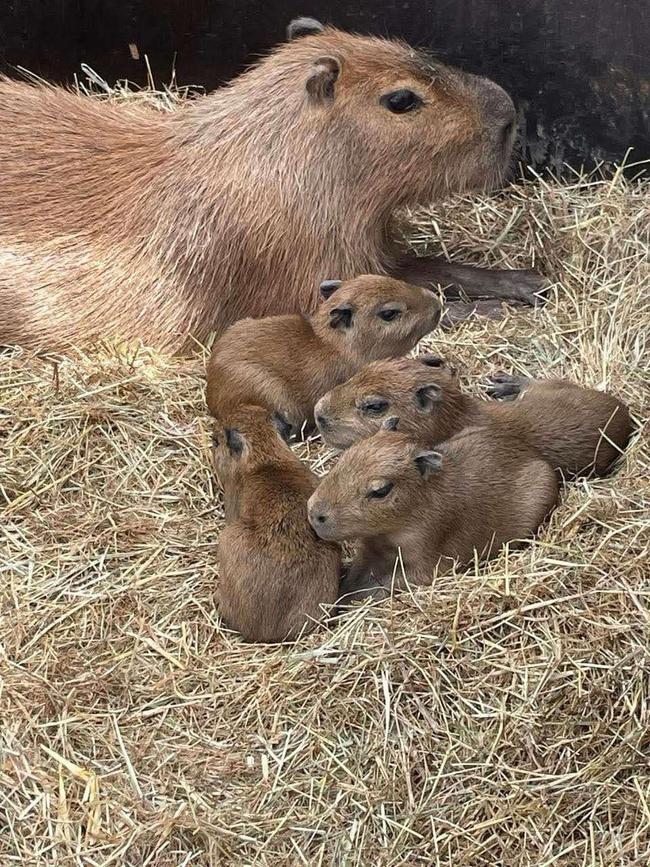 Capybara Mum Pina Colada and her quadruplets born on February 5, 2025. Picture: Wing's Wildlife Park.