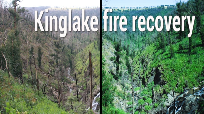 Watch Kinglake National Park's stunning recovery from Black Saturday