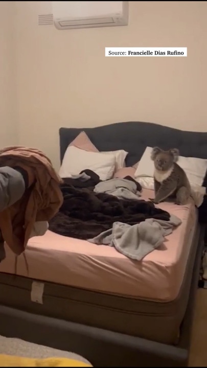 Couple surprised by koala in their bedroom