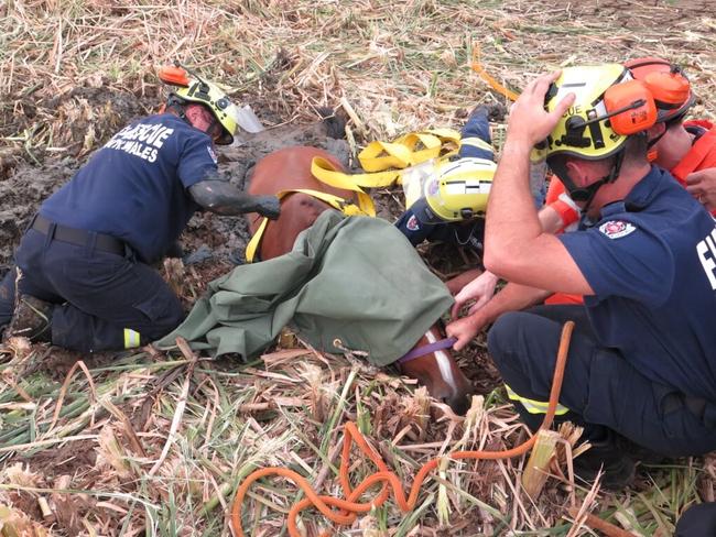 Fire and Rescue NSW Veterinarian Dr Jenny Watts sedates Moose. Picture: Fire and Rescue NSW