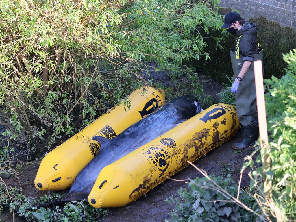 The whale had been injured while trapped in the River Thames. Picture: Chris Jackson/Getty Images