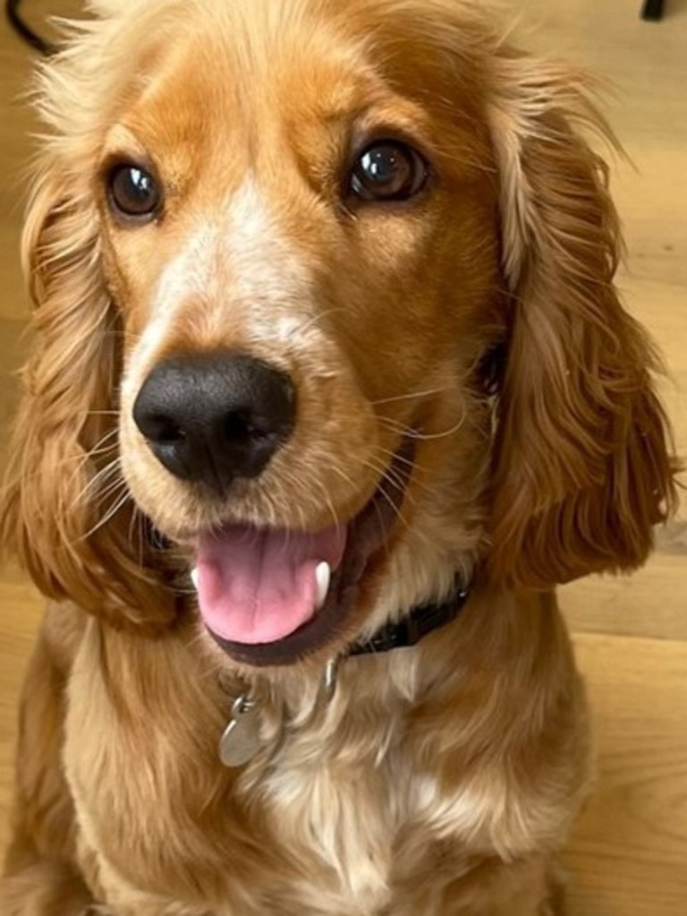 Golden cocker-spaniel Zeus takes out third place. Picture: Supplied