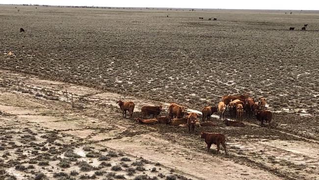 Some farmers have “lost everything”. Picture: Rae Stretton