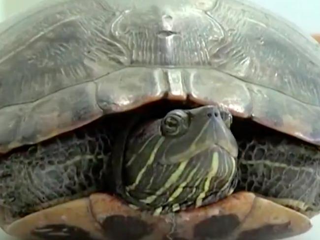 Turtle on runway holds up five planes