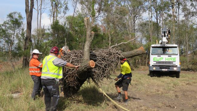 Relocating the wedgetail eagle nest by the Seymour Group to a green zone in its 65ha land parcel in the Yatala industrial precinct.