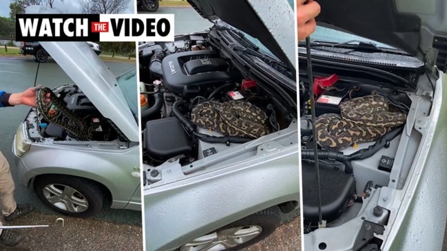 Huge python discovered lurking under car bonnet