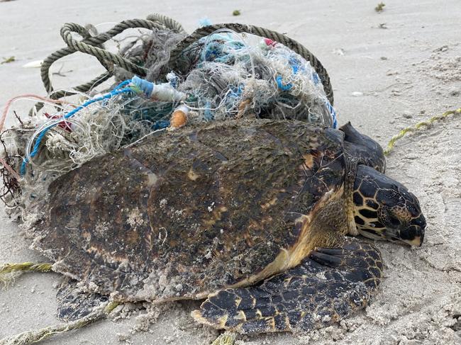 JJ<s1> Harper freed this turtle from a fishing net at Cape Arnhem after spotting it during a beach walk. P</s1> <source>icture: </source> Supplied