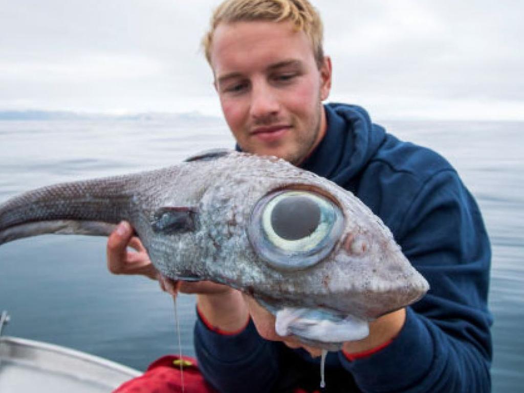 Fisherman catches rare “alien-looking” ratfish