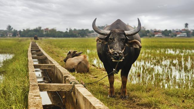 The Australian Centre for International Agricultural Research has used agriculture as a lens for aid initiatives directed at poverty reduction, food security and the generation of sustainable livelihoods across more than 30 Indo-Pacific nations. Picture: iStock.