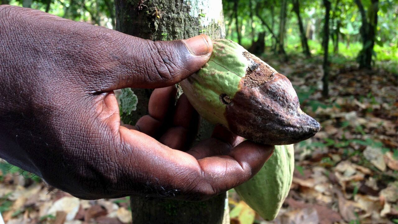 Cocoa plant diseases: Shortages are causing chocolate prices to surge