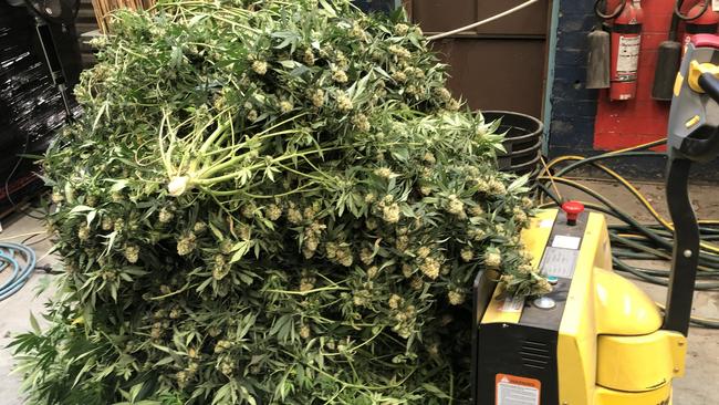 Five men were charged after cannabis plants worth more than $3.7 million were seized from factories in Artarmon. Picture: NSW Police