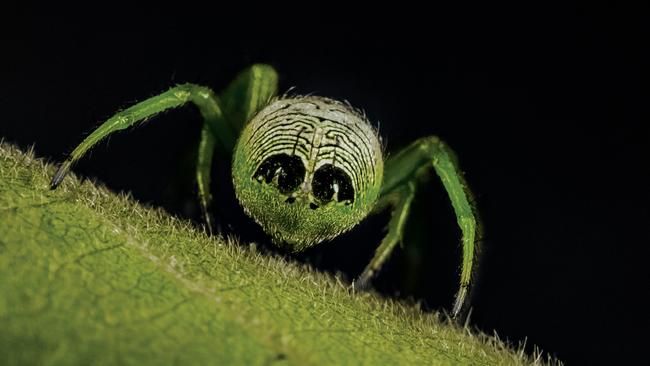 An alien butt spider, featured in the new book by Robert Whyte and published by the CSIRO. Picture: Robert Whyte