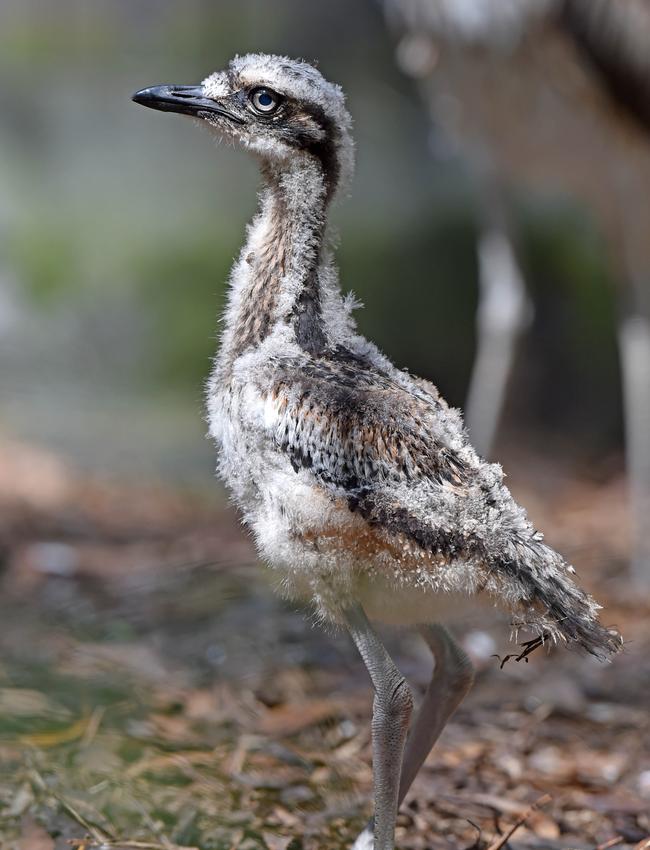 Rare bush stone-curlew chick is hope for the endangered species. Pictures; Troy Snook