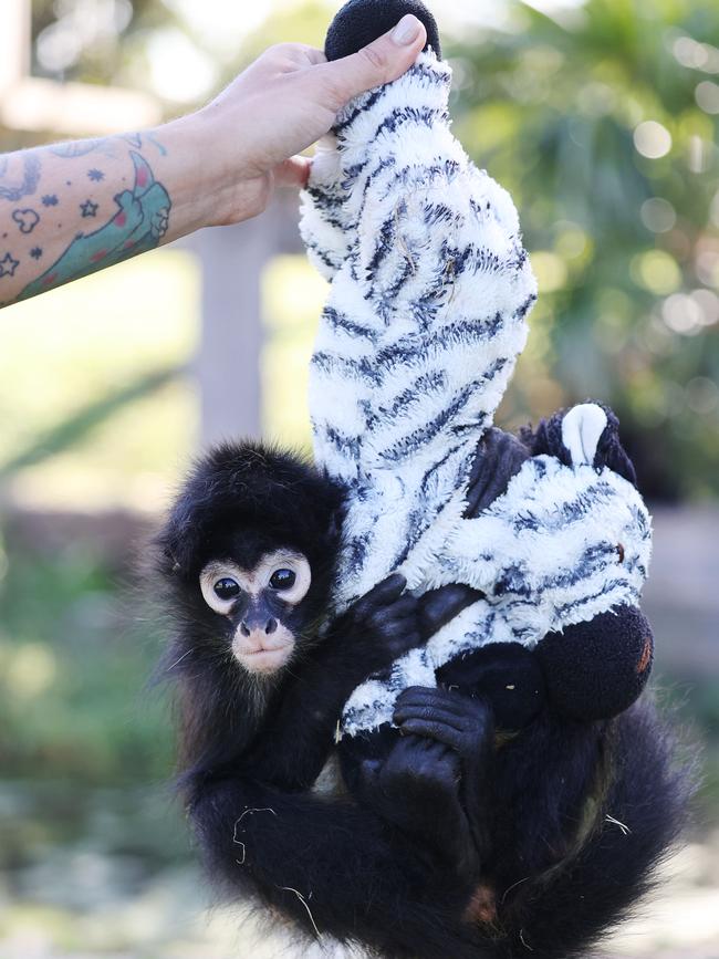 Tito has a soft zebra toy that acts as his security blanket. Picture: David Swift