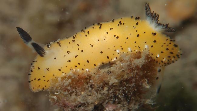 Sea reveals its treasures: 250 new species for our planet | Daily Telegraph