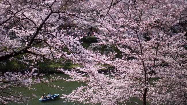 TOKYO, JAPAN - MARCH 25:  A couple row a boat past cherry blossom on Chidorigafuchi Moat, one of twelve moats that surround the Japanese Imperial Palace, on March 25, 2018 in Tokyo, Japan. The Japanese have a long-held tradition of enjoying the blooming of cherry blossoms. The blossom is deeply symbolic, it only lasts for around one week and marks the beginning of spring. It is claimed that the short-lived existence of the blossom taps into a long-held appreciation of the beauty of the fleeting nature of life, as echoed across the nation's cultural heritage.  (Photo by Carl Court/Getty Images) *** BESTPIX ***
