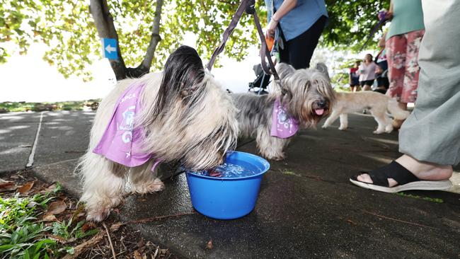Skye Terriers Elsie and Gracie stop to take a drink of water at the RSPCA's Million Paws Walk fundraiser, held along the Cairns Esplanade. Picture: Brendan Radke
