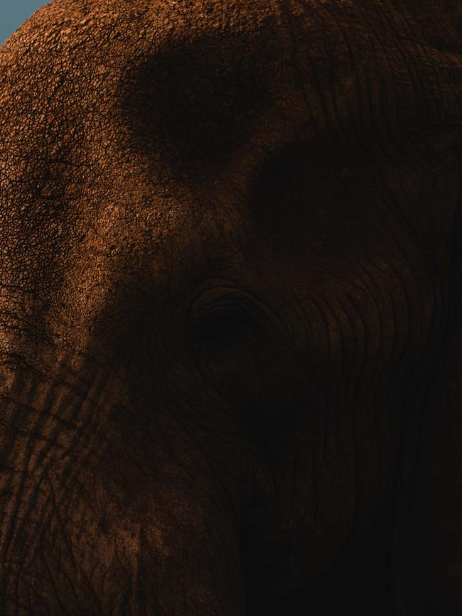 The region is renowned for its elephant population.