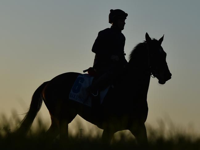 Max Dynamite is worked at Flemington racecourse in Melbourne, Tuesday, Oct. 27, 2015. (AAP Image/Julian Smith) NO ARCHIVING