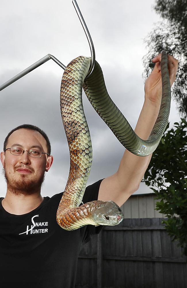 Snake hunter Mark Pelley with a tiger snake. Picture: Alex Coppel