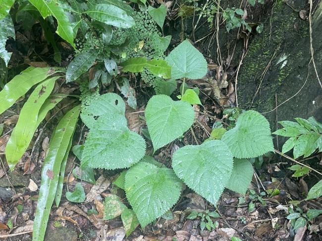 The plant is widespread in Australia, predominantly along the east coast from New South Wales’ Northern Rivers region to Queensland’s Cape York Peninsula. Picture: Sophie Blair