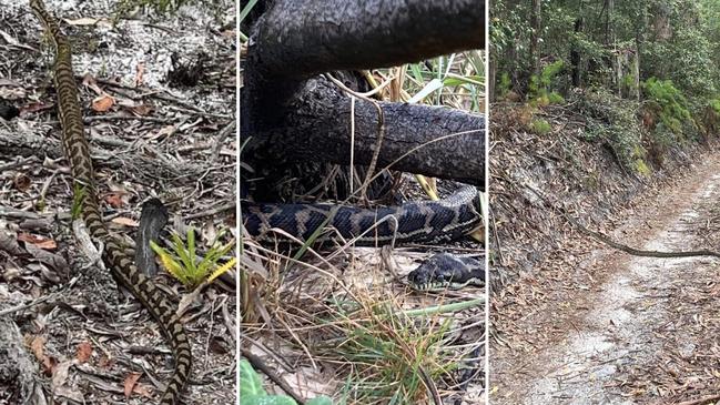 Python pictures captured by Fraser Island visitor Toni van der Haulst this month.