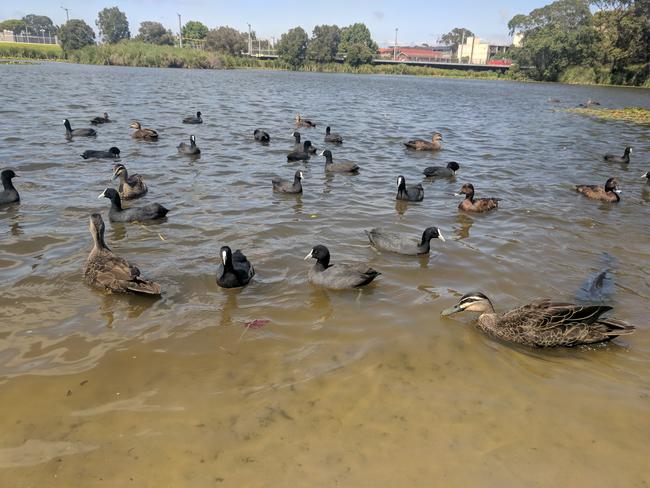 We didn't choose the duck life. The duck life chose us. At Centennial Parklands. Picture: Emily MacDonald