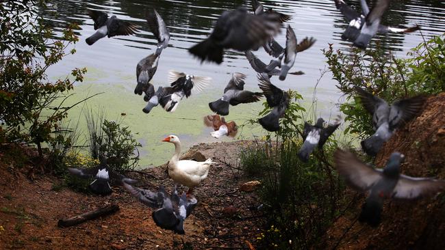 Bernie the goose showing the pigeons who is the boss of the Kellyville dam. Picture: Carmela Roche