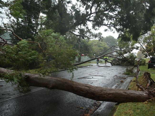 Allawah Ave in Elanora Heights had several trees come down / Picture: John Grainger