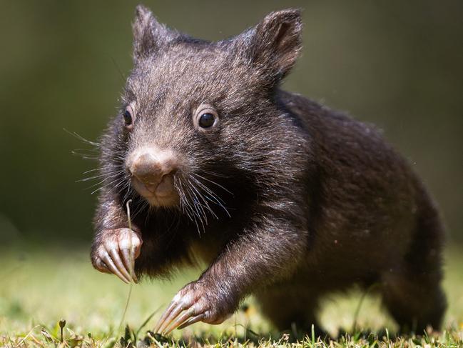 Victorians can apply for permits to kill troublesome wombats causing damage on their property. Picture: Mark Stewart