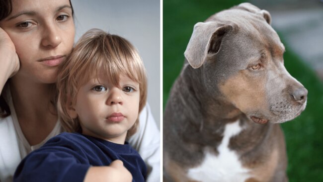 A mother is concerned about her child being around the family Pit Bull. Source: iStock