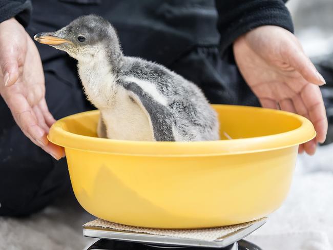 Banjo was welcomed into the world two weeks ago. Picture: Sarah Matray